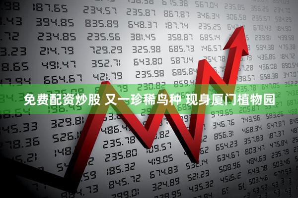 免费配资炒股 又一珍稀鸟种 现身厦门植物园