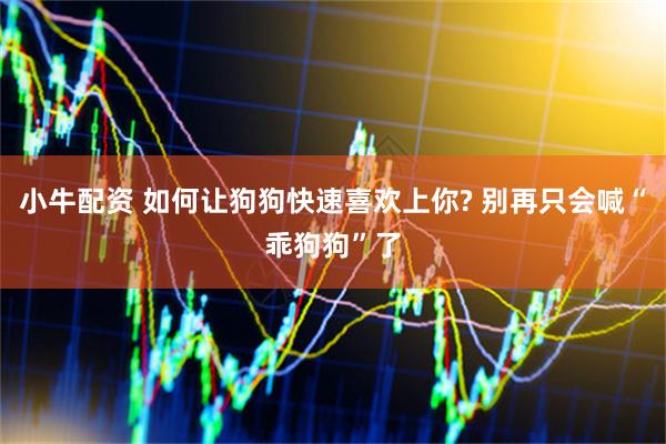 小牛配资 如何让狗狗快速喜欢上你? 别再只会喊“乖狗狗”了
